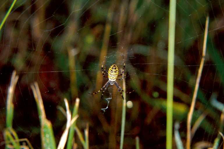 Argiope_bruennichi_P1132_Z_88_Les Gris_Frankrijk.jpg